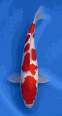 Niigata 3382<br>Hoshikin Kohaku<br>35cm, Sex: Unknow<br> Jumbo Tosai Certificate $400