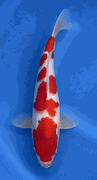 Niigata 3382<br>Hoshikin Kohaku<br>35cm, Sex: Unknow<br> Jumbo Tosai Certificate $400