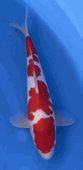 Niigata 3383<br>Hoshikin Kohaku<br>34cm, Sex: Unknow<br> Jumbo Tosai Certificate $400