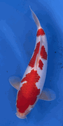 Niigata 3384<br>Hoshikin Kohaku<br>34cm, Sex: Unknow<br> Jumbo Tosai Certificate $400