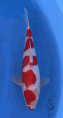 Niigata 3385<br>Hoshikin Kohaku<br>32cm, Sex: Unknow<br> Jumbo Tosai Certificate $400
