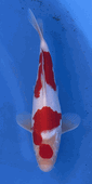 Niigata 3387<br>Hoshikin Kohaku<br>30cm, Sex: Unknow<br> Jumbo Tosai Certificate $400
