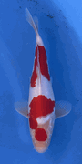 Niigata 3387<br>Hoshikin Kohaku<br>30cm, Sex: Unknow<br> Jumbo Tosai Certificate $400