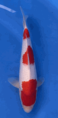 Niigata 3388<br>Hoshikin Kohaku<br>33cm, Sex: Unknow<br> Jumbo Tosai Certificate $400