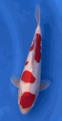 Niigata 3390<br>Hoshikin Kohaku<br>34cm, Sex: Unknow<br> Jumbo Tosai Certificate $400