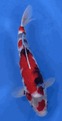 Niigata 3391<br>Hoshikin Showa<br>33cm, Sex: Unknow<br> Jumbo Tosai Certificate $400