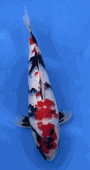 Niigata 3392<br>Hoshikin Showa<br>33cm, Sex: Unknow<br> Jumbo Tosai Certificate $400