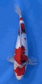 Niigata 3393<br>Hoshikin Showa<br>31cm, Sex: Unknow<br> Jumbo Tosai Certificate $400