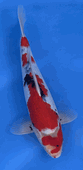 Niigata 3394<br>Hoshikin Showa<br>29cm, Sex: Unknow<br> Jumbo Tosai Certificate $400