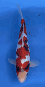 Niigata 3395<br>Hoshikin Showa<br>31cm, Sex: Unknow<br> Jumbo Tosai Certificate $400