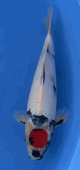 Niigata 3396<br>Hoshikin Tancho Showa<br>31cm, Sex: Unknow<br> Jumbo Tosai Certificate $400