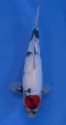 Niigata 3397<br>Hoshikin Tancho Showa<br>31cm, Sex: Unknow<br> Jumbo Tosai Certificate $400