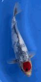 Niigata 3398<br>Hoshikin Tancho Showa<br>30cm, Sex: Unknow<br> Jumbo Tosai Certificate $400