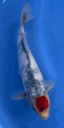 Niigata 3398<br>Hoshikin Tancho Showa<br>30cm, Sex: Unknow<br> Jumbo Tosai Certificate $400