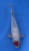 Niigata 3399<br>Hoshikin Tancho Showa<br>29cm, Sex: Unknow<br> Jumbo Tosai Certificate $400