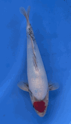 Niigata 3399<br>Hoshikin Tancho Showa<br>29cm, Sex: Unknow<br> Jumbo Tosai Certificate $400