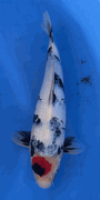 Niigata 3400<br>Hoshikin Tancho Showa<br>33cm, Sex: Unknow<br> Jumbo Tosai Certificate $400