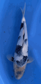 Niigata 3402<br>Hoshikin Shiro Utsuri<br>33cm, Sex: Unknow<br> Jumbo Tosai Certificate $400