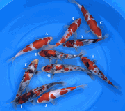 Niigata 3403<br>Yoshino Mix Variety<br>23-30cm, Sex: Unknow<br> Jumbo Tosai $200/each