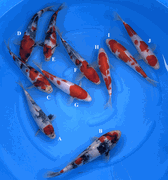 Niigata 3404<br>Yoshino Mix Variety<br>23-30cm, Sex: Unknow<br> Jumbo Tosai $200/each