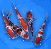 Niigata 3405<br>Yoshino Mix Variety<br>23-30cm, Sex: Unknow<br> Jumbo Tosai $200/each