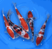 Niigata 3405<br>Yoshino Mix Variety<br>23-30cm, Sex: Unknow<br> Jumbo Tosai $200/each
