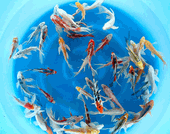 Niigata 3406<br>5"-6" Mix Longfin fingerlings <br> Sample 