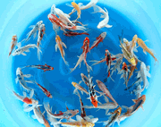 Niigata 3406<br>5"-6" Mix Longfin fingerlings <br> Sample 