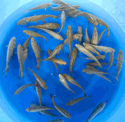 Niigata 3407<br>6"-8" Marudo Mix Chagoi <br> Sample 