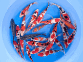 Niigata 3408<br>7"-9" Mix Variety <br> Sample 