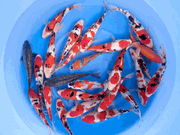 Niigata 3408<br>7"-9" Mix Variety <br> Sample 