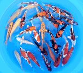 Niigata 3409<br>7"-9" Mix Variety <br> Sample 