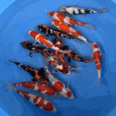Niigata 3410<br>6"-10" Mix Variety <br> Sample 