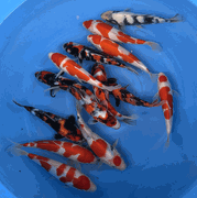 Niigata 3410<br>6"-10" Mix Variety <br> Sample 