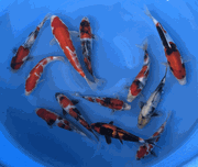 Niigata 3411<br>6"-10" Mix Variety <br> Sample 