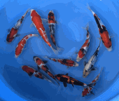 Niigata 3411<br>6"-10" Mix Variety <br> Sample 