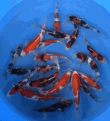 Niigata 3412<br>6"-10" Mix Variety <br> Sample 