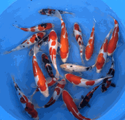 Niigata 3414<br>6"-10" Mix Variety <br> Sample 