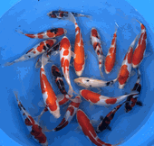 Niigata 3414<br>6"-10" Mix Variety <br> Sample 