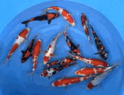 Niigata 3415<br>6"-10" Mix Variety <br> Sample 