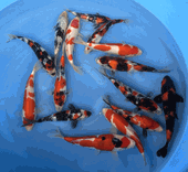 Niigata 3416<br>6"-10" Mix Variety <br> Sample 