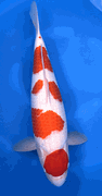 Niigata 3420<br>22" Hoshikin Kohahu <br>Female, 2yrs, Certificate <br> $5500