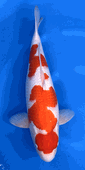 Niigata 3421<br>21"-22" Hoshikin Kohahu <br>Female, 2yrs, Certificate <br> $4800