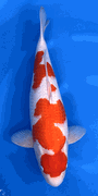 Niigata 3421<br>21"-22" Hoshikin Kohahu <br>Female, 2yrs, Certificate <br> $4800
