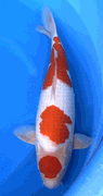 Niigata 3422<br>22" Hoshikin Kohahu <br>Female, 2yrs, Certificate <br> $3500