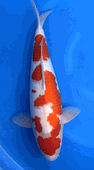 Niigata 3424<br>21"-22" Hoshikin Kohahu <br>Female, 2yrs, Certificate <br> $2800
