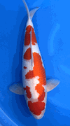 Niigata 3424<br>21"-22" Hoshikin Kohahu <br>Female, 2yrs, Certificate <br> $2800