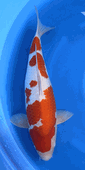 Niigata 3425<br>22"-23" Hoshikin Kohahu <br>Female, 2yrs, Certificate <br> $2800