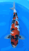 Niigata 3426<br>20"-21" Hoshikin Showa <br>Female, 2yrs, Certificate <br> $4800