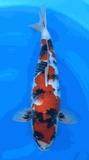 Niigata 3426<br>20"-21" Hoshikin Showa <br>Female, 2yrs, Certificate <br> $4800